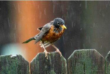 Rain photography: creative tips for fascinating pictures! - Photos in the rain -Your guide at| fotoalben-discount.de