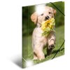 Herma Elasticated folder glossy animals A4 PP dogs