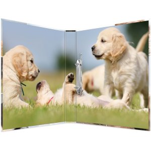 Herma Ring binder A4 cardboard 2D dogs