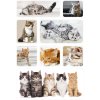 Herma DECOR Stickers cats children