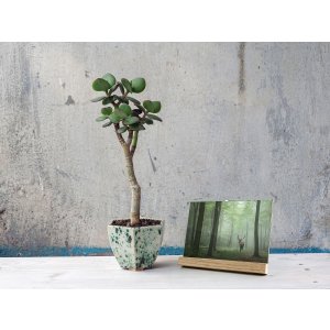 Simplicity photo frame 10x15 cm nature