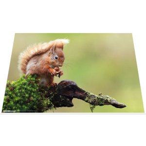 HERMA desk pad 550 x 350 mm, forest animals