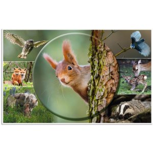 HERMA desk pad 550 x 350 mm, forest animals