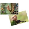 HERMA desk pad 550 x 350 mm, forest animals