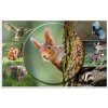 HERMA desk pad 550 x 350 mm, forest animals