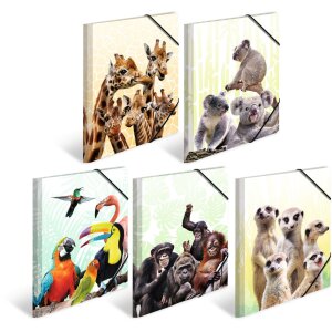 HERMA A4 PP folder - Koala family