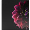 Ceanothe memo slip-in album Dahlia 200 photos 11,5x15 cm