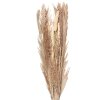 Clayre & Eef 5DF0002 Dried Flower 25x8x100 cm Beige