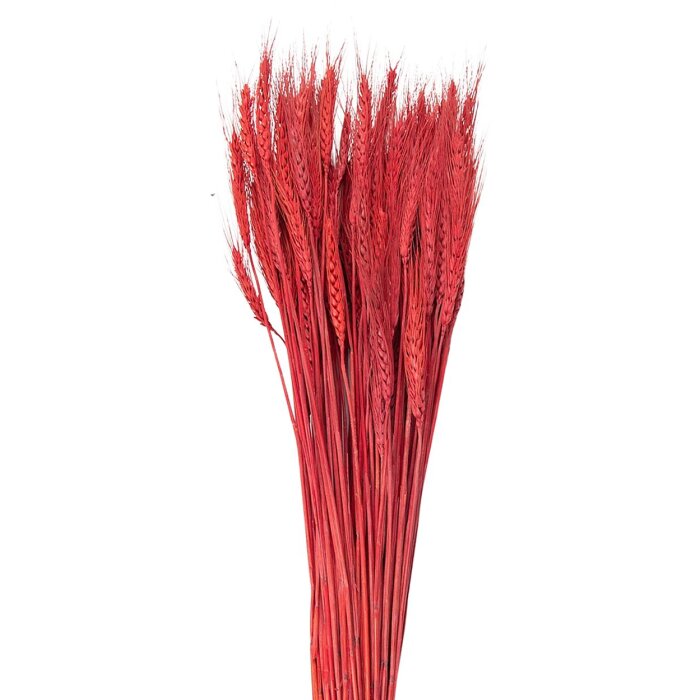 Clayre & Eef 5DF0012 Dried Flowers Wheatgrass 80 cm (200 gr) Red