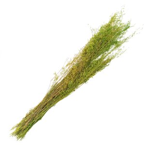 Clayre & Eef 5DF0016 Dried Flowers 90 cm (50 gr) Green