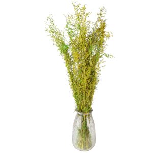 Clayre & Eef 5DF0016 Dried Flowers 90 cm (50 gr) Green