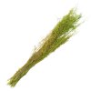 Clayre & Eef 5DF0016 Dried Flowers 90 cm (50 gr) Green