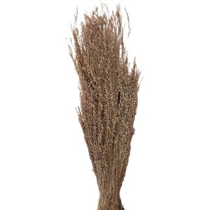 Clayre & Eef 5DF0020 Dried Flowers 55 cm (100 gr) Beige