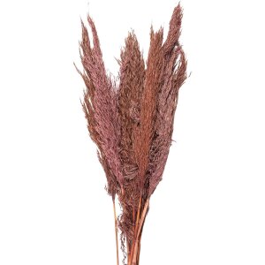 Clayre & Eef 5DF0024 Dried Flowers Bamboo 100 cm (10)...