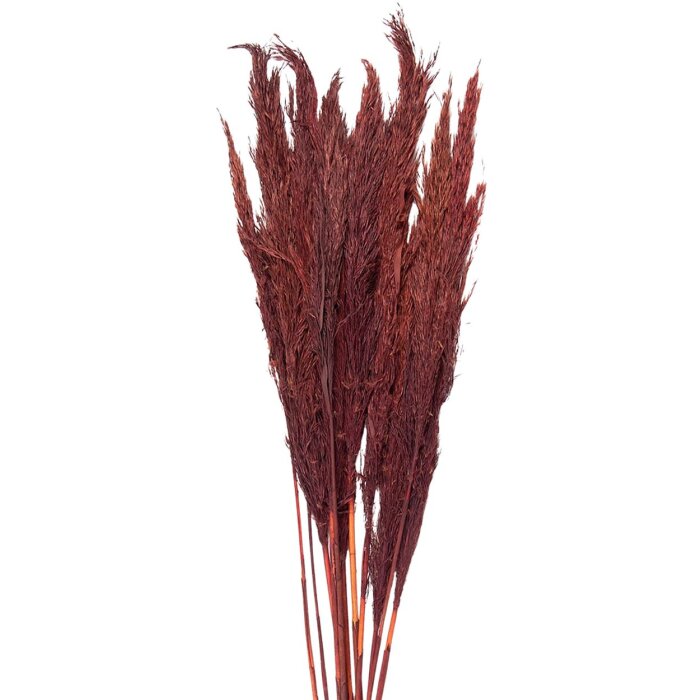 Clayre & Eef 5DF0032 Dried Flowers Bamboo 100 cm (10) Red