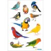 HERMA 15477 Sticker Birds Multicoloured Decorative bird design set