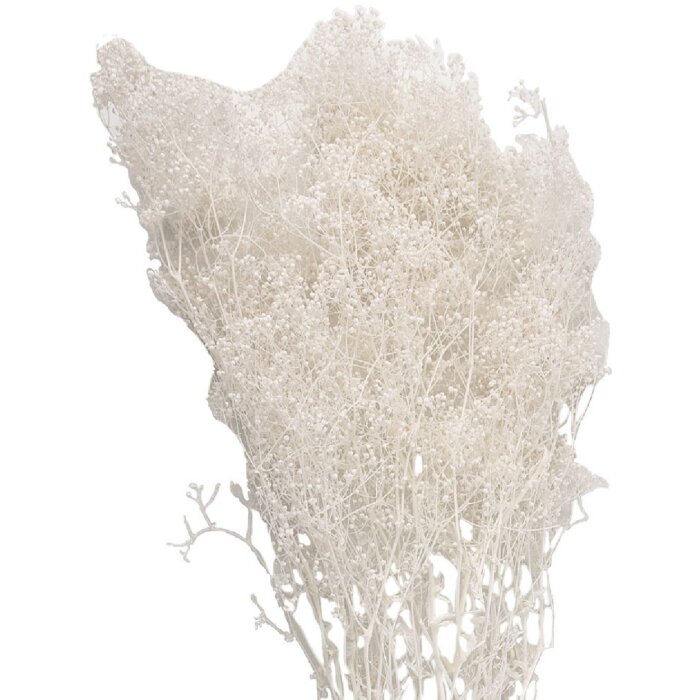 Clayre & Eef 5DF0043 Dried Flowers White 8x4x60 cm