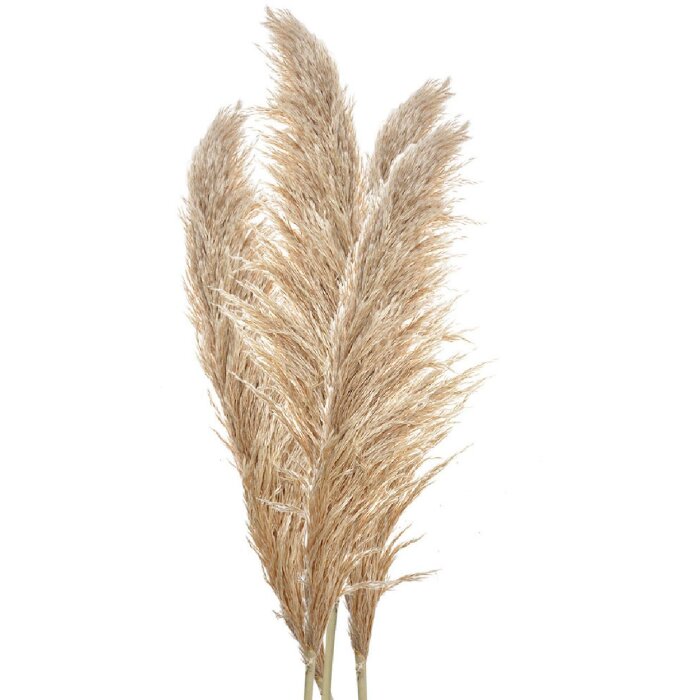 Clayre & Eef 5DF0044 Decorative Pampas Grass Natural Colours 70cm Set of 5