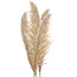 Clayre & Eef 5DF0044 Decorative Pampas Grass Natural...