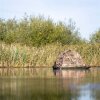 Buteo Photo Gear Swim Hiding Grebe