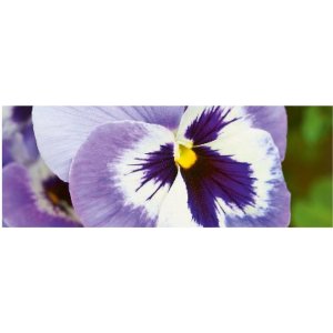 Artebene Card Pansies-21x8 cm