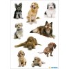 Beautiful stickers with dogs - self adhesive, DECOR