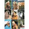 decorative labels "Horses" - DECOR