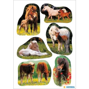 decorative labels "Foals" - DECOR