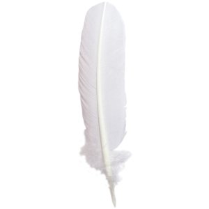 Goose quill, 28 cm long - white