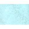 Paper 50x70cm glitter fleece light blue