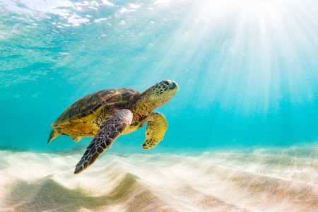 Photographing underwater